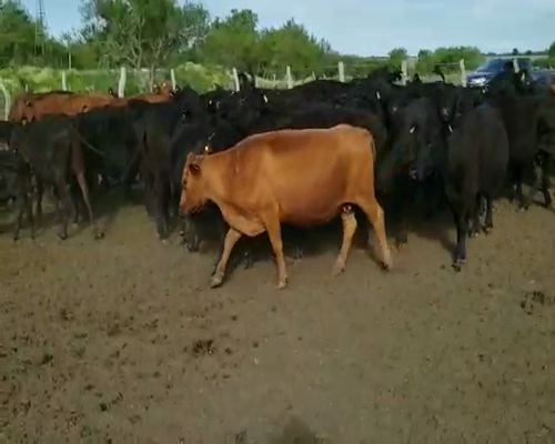 Lote 33 Vacas en Villaguay, Entre Ríos