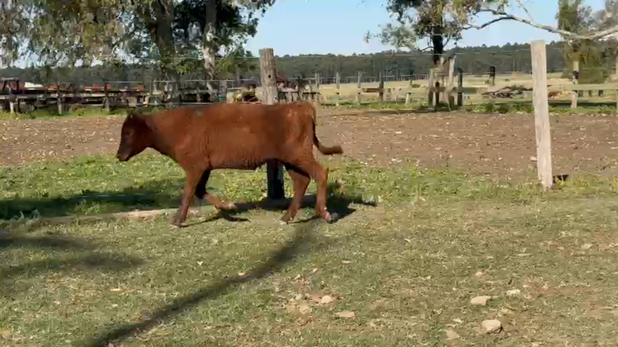 Lote 120 Terneros/as en Corrientes, Paso de Los Libres