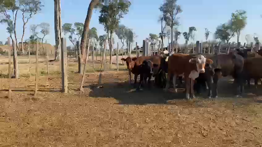 Lote 70 Vaquillonas en Palo Santo, Formosa