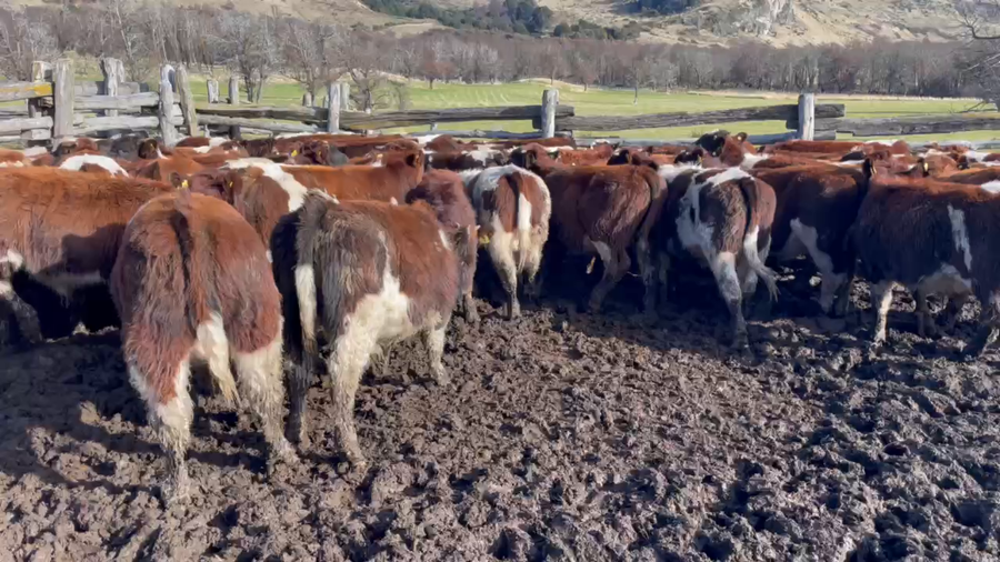 Lote 50 Ternero en Coyhaique, XI Región Aysén