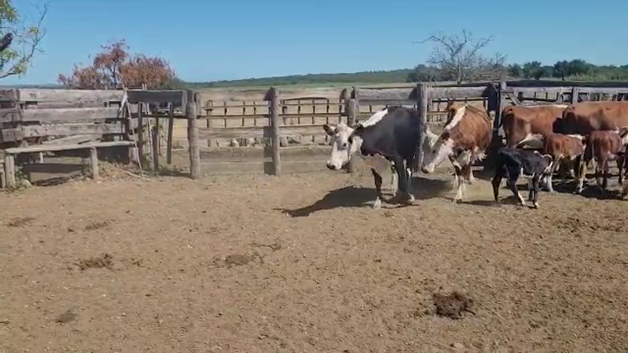 Lote (Vendido)8 Piezas de cría HEREFORD a remate en #29 Pantalla Carmelo en SANTA RITA