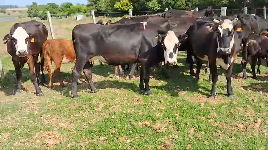 Lote 30 Piezas de cría Cruzas angus a remate en Pantalla Camy en Ruta 23 Km 120
