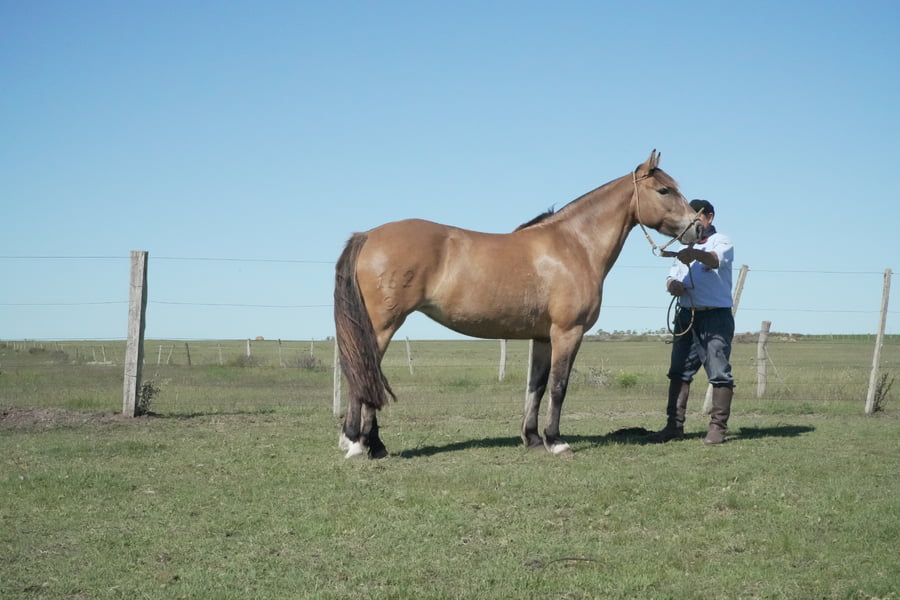 Lote MACARENA AITIANA