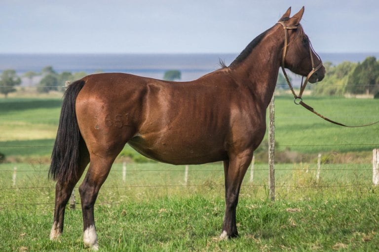 Lote CONSTANCIA RAMILLETE 1651