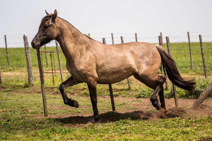 Lote MANOSANTA PERSIA