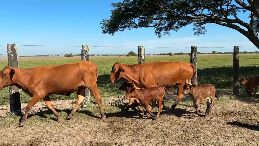Lote 200 Vacas nuevas C/ cria