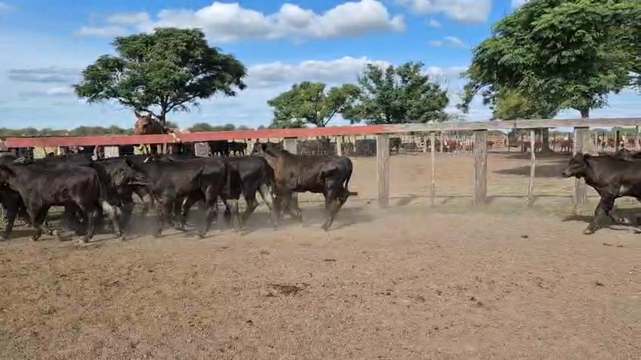 Lote 47 Terneros en Corrientes, Curuzu Cuatia
