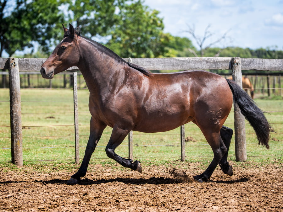 Lote DEL SIETE RENEGADA