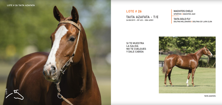 Lote TAITA AZAFATA - T/E (MACHITOS CHELO - TAITA GOLD FLY)