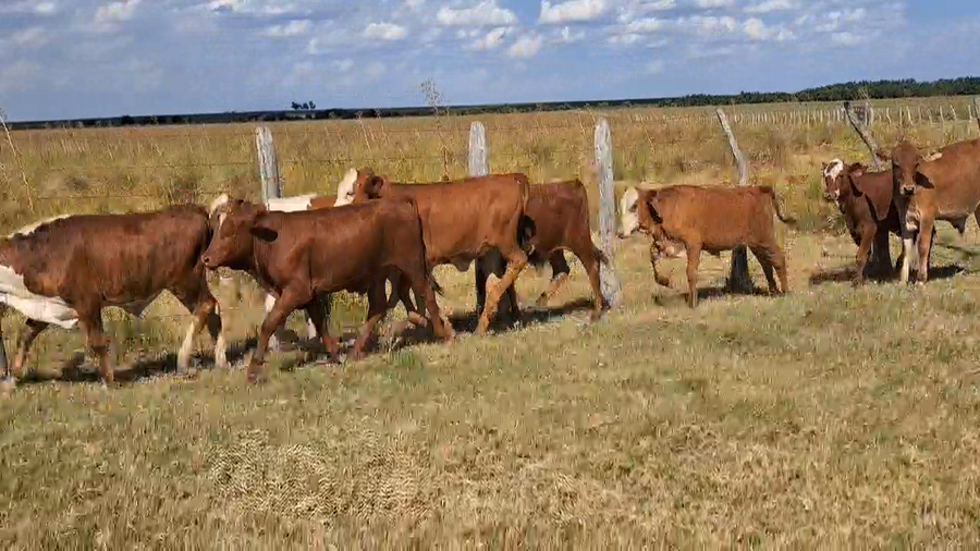 Lote 80 Terneros/as