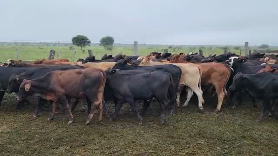 Lote 79 Terneros/as en Pampa Almirón, Chaco