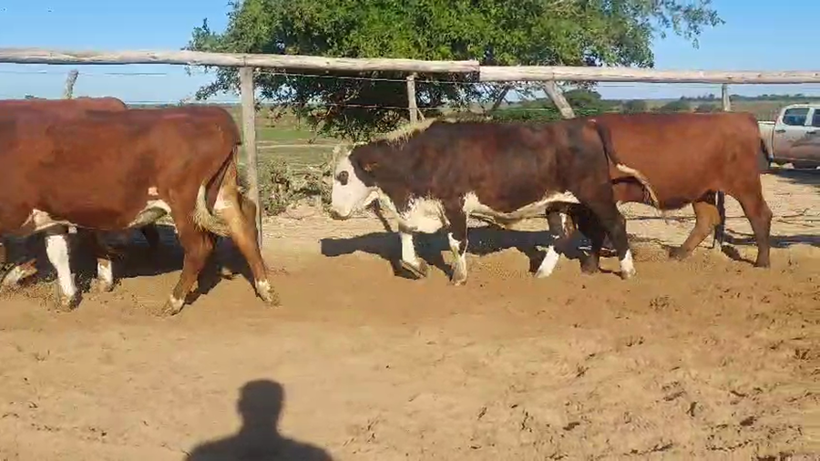 Lote 70 Novillos en Corrientes, Chavarría