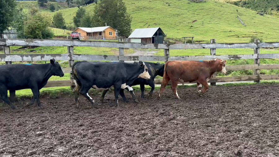 Lote 11 Novillo Engorda en Río Ibáñez, XI Región Aysén