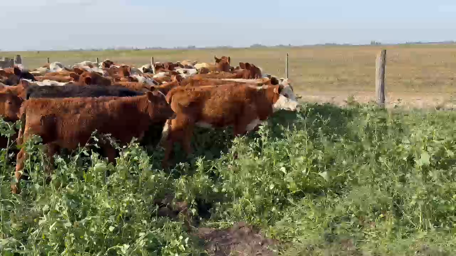 Lote 135 Terneras EN BOLIVAR