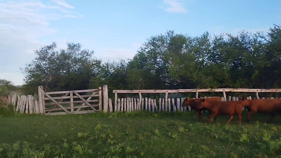 Lote 74 Terneras en Federal, Entre Ríos