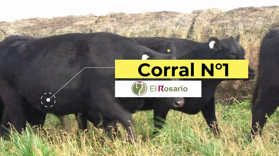 Lote EST. EL ROSARIO: VACAS A. ANGUS NEGRAS PC con Garantía de Preñez 2da Paricion