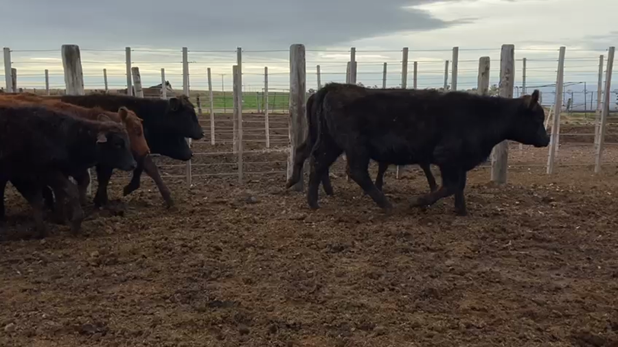 Lote 55 Terneros/as en Altos de Chipion, Córdoba