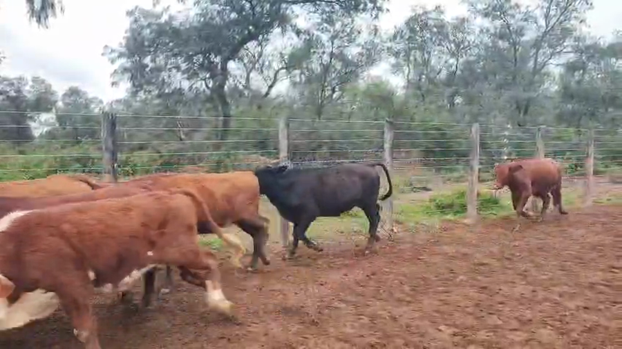 Lote 160  Novillitos en Salta, Tolloche