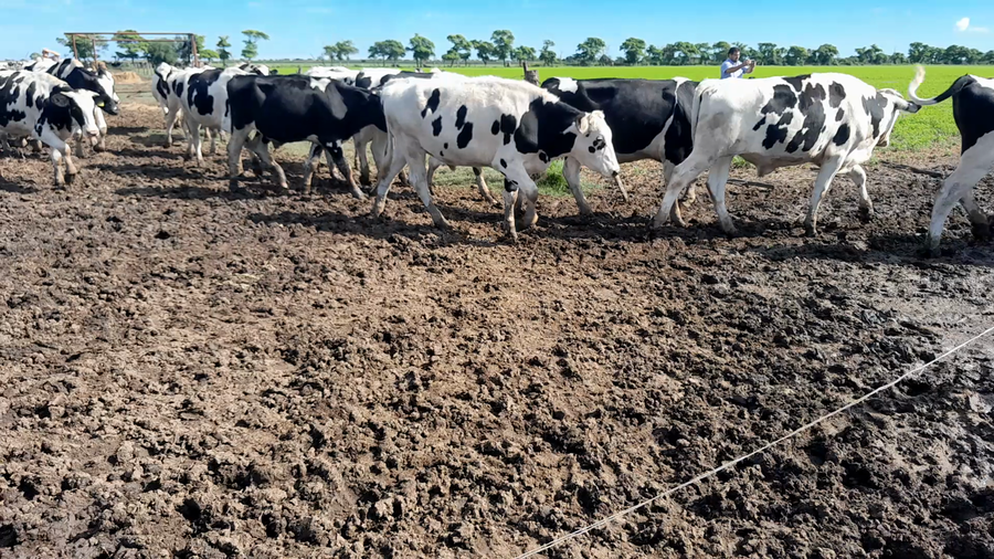 Lote 25 Novillo Holando Argentino en Morteros, Córdoba