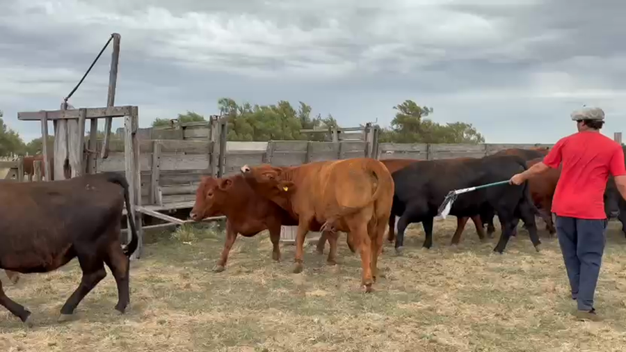 Lote 33 Vacas preñadas en Darregueira