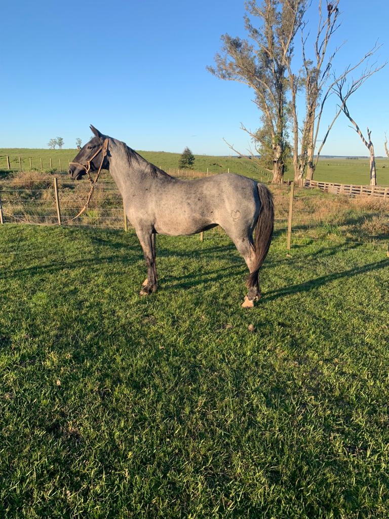 Lote GUAYABADA GILOCA