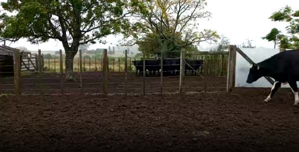 Lote 19 Novillos en Soriano