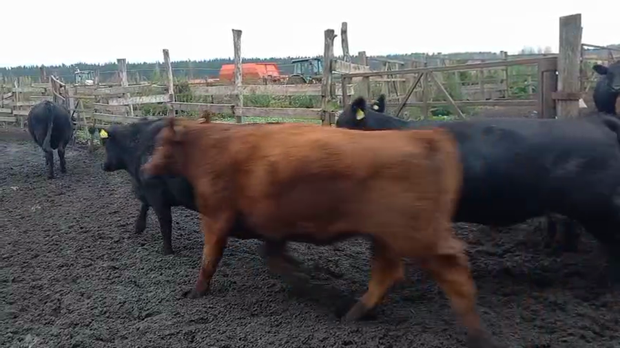 Lote 20 Vaquilla Gorda en Cabrero, VIII Región Biobío