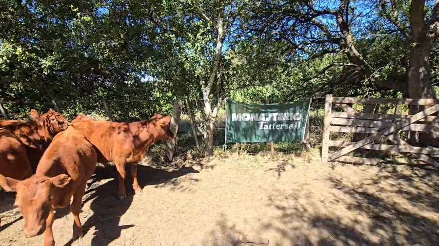Lote 28 Terneras en Buenos Aires, Castelli