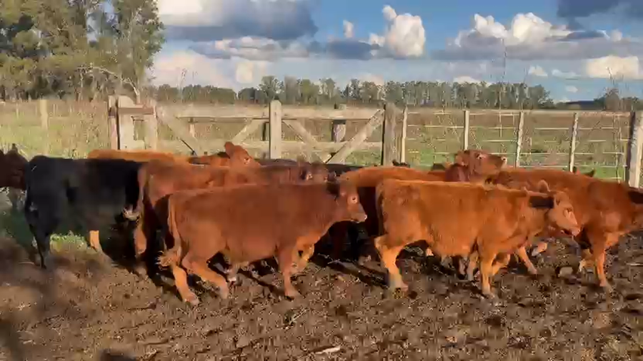Lote 30 Terneros