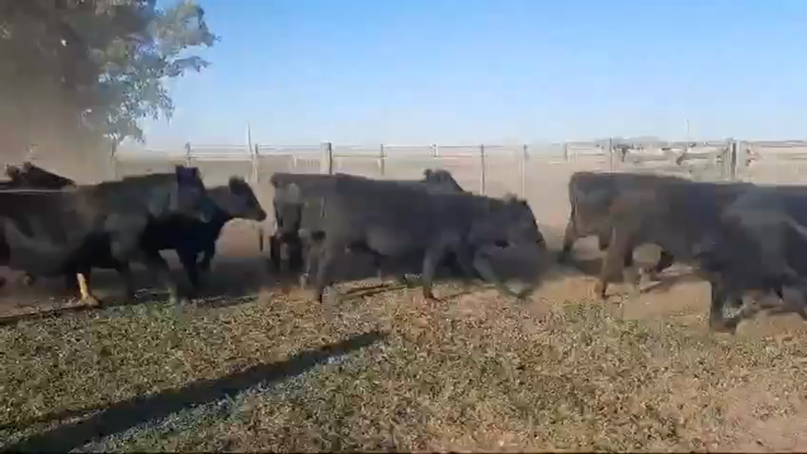 Lote 85 Vaquillonas en Laprida, Buenos Aires