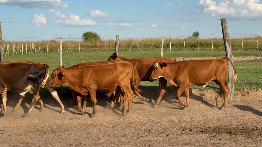 Lote 40 Terneros en Corrientes, Virasoro