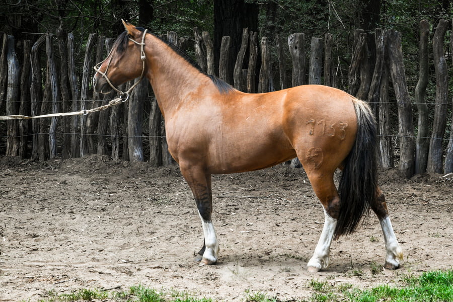 Lote TINAJERA PIZPIRETA