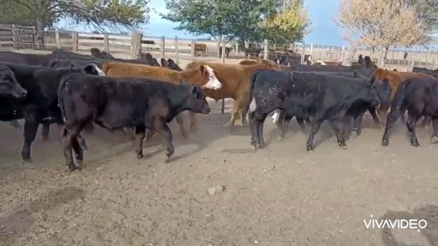 Lote 75 Terneros/as en Magdalena, Buenos Aires