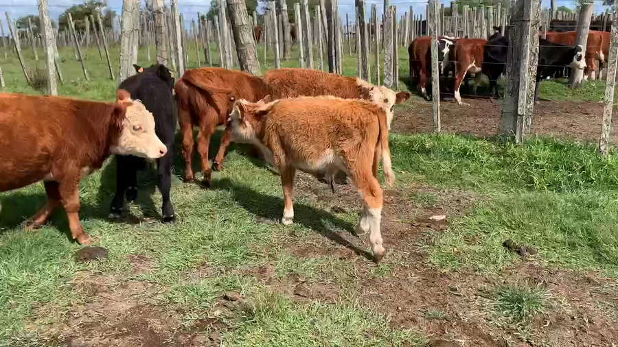 Lote 5 Terneros en Tupambaé, Cerro Largo