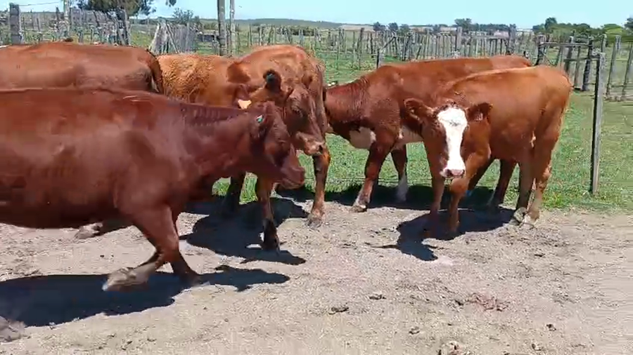 Lote 12 Vaquillonas  a remate en Ultima pantalla del año - Escritorio Camy, San José