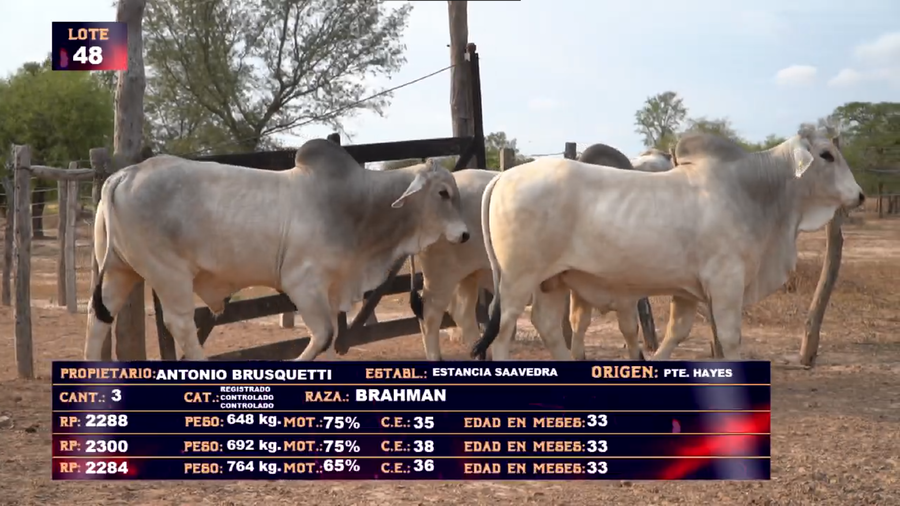Lote ANTONIO BRUSQUETTI   LOTE 48