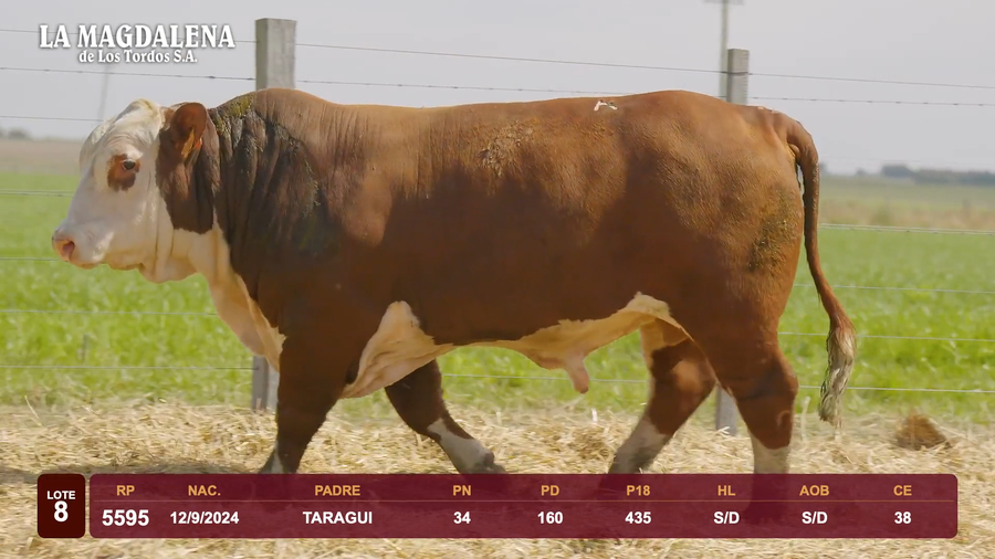 Lote Lote 8 - Braford