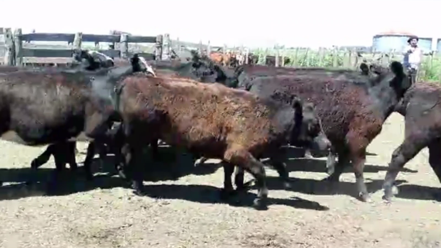 Lote 66 TERN. MACHOS Y HEMBRAS, DE LA GARMA, BS. AS.