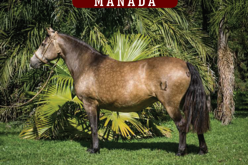 Lote CONSTANCIA LIGERA 1090