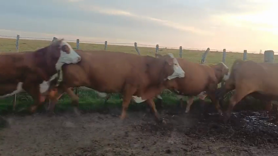 Lote 21 Vaquillas y vacas para invernar