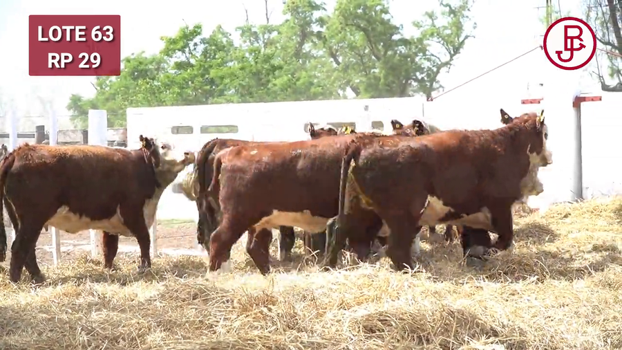 Lote VAQUILLONAS PREÑADAS HEREFORD -PARICION OTOÑO 2025-