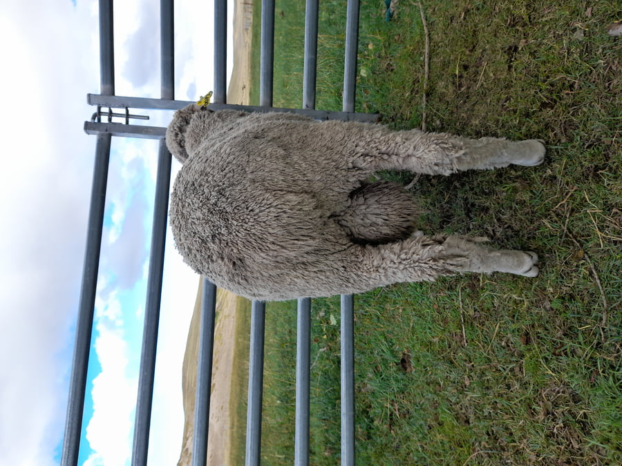 Lote Carnero TOP A, 21-1400