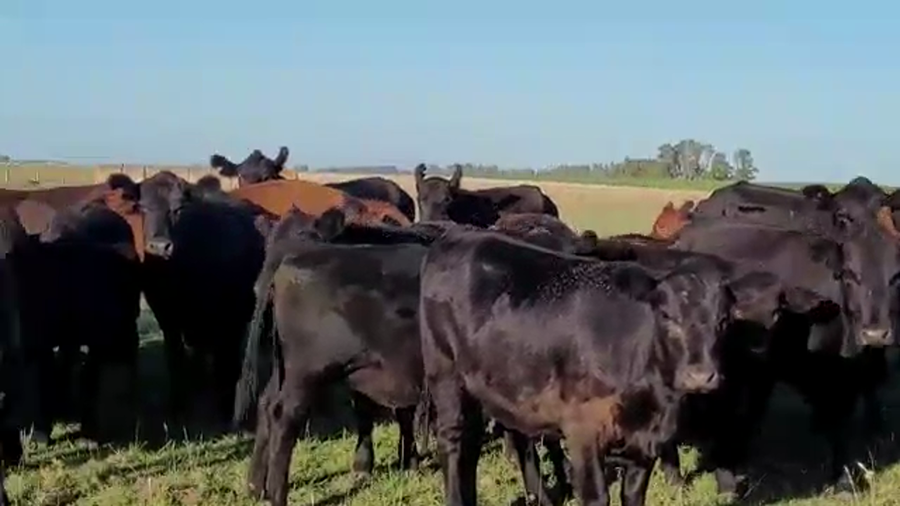 Lote 31 Terneros/as en Tapalqué, Buenos Aires