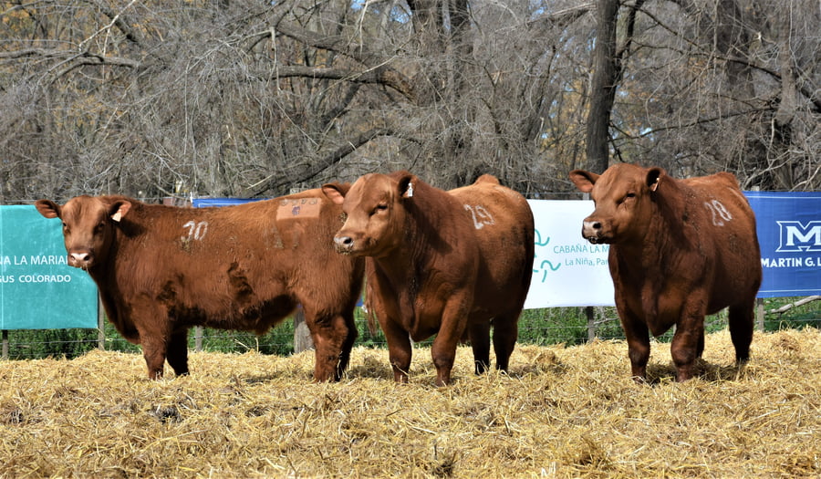 Lote "Cabaña ""La Marianita"" Toros Angus PC"
