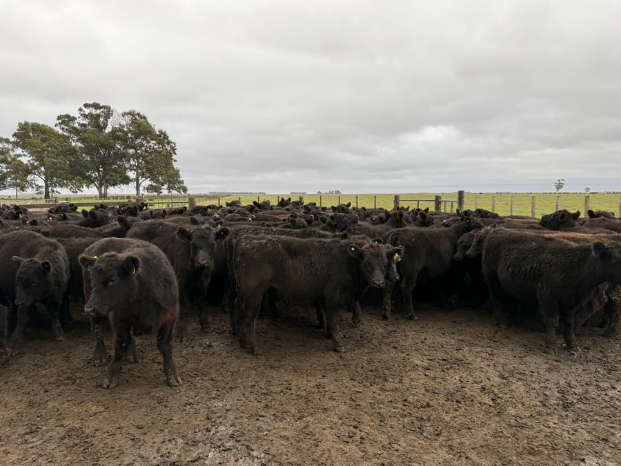 Lote 67 Terneros en Coronel Dorrego