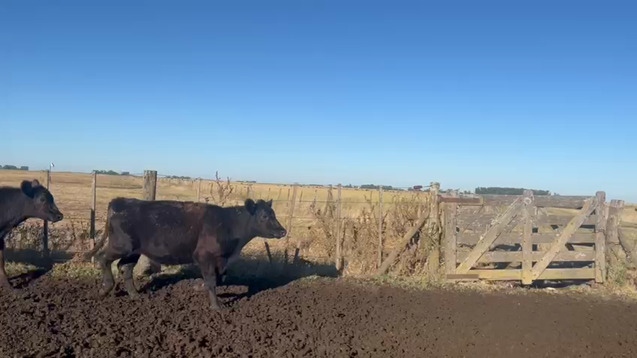 Lote 53 Novillos y Novillitos en Azul