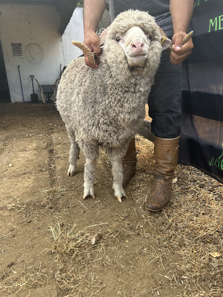 Lote Borrego 2D (MO: No)