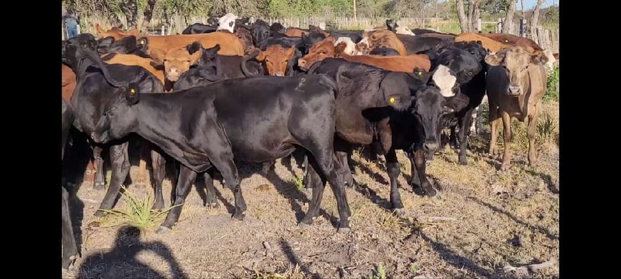 Lote 70 Novillitos en Villaguay, Entre Ríos