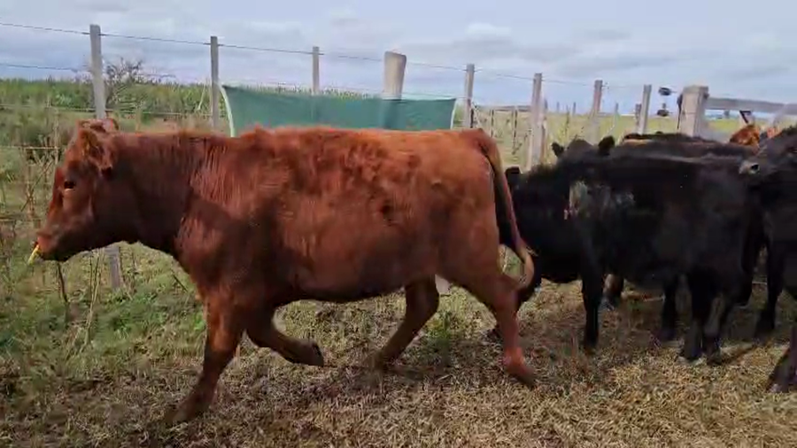 Lote 34 Terneros/as en Bolívar