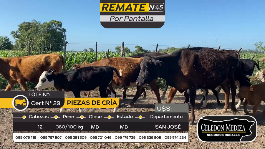 Lote 12 Piezas de cría en Otra Localidad, San José